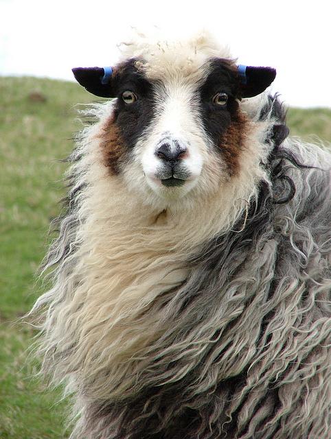 Reference: sheep 2