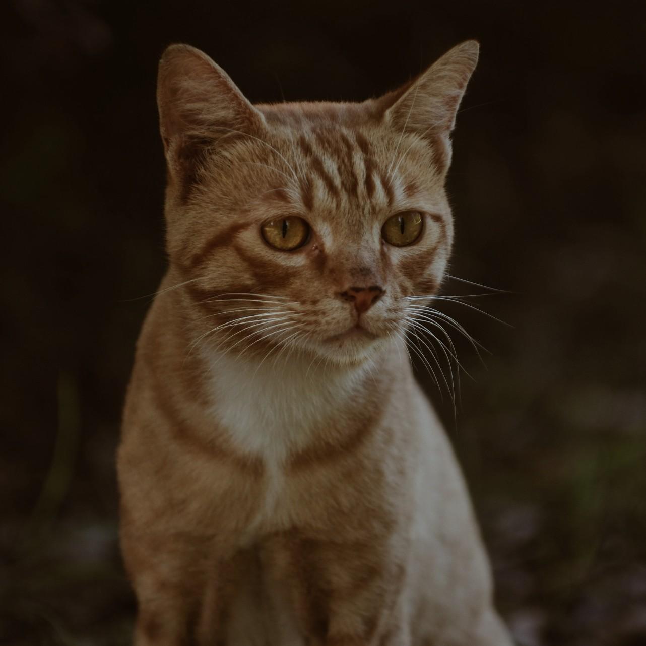 Reference: cat