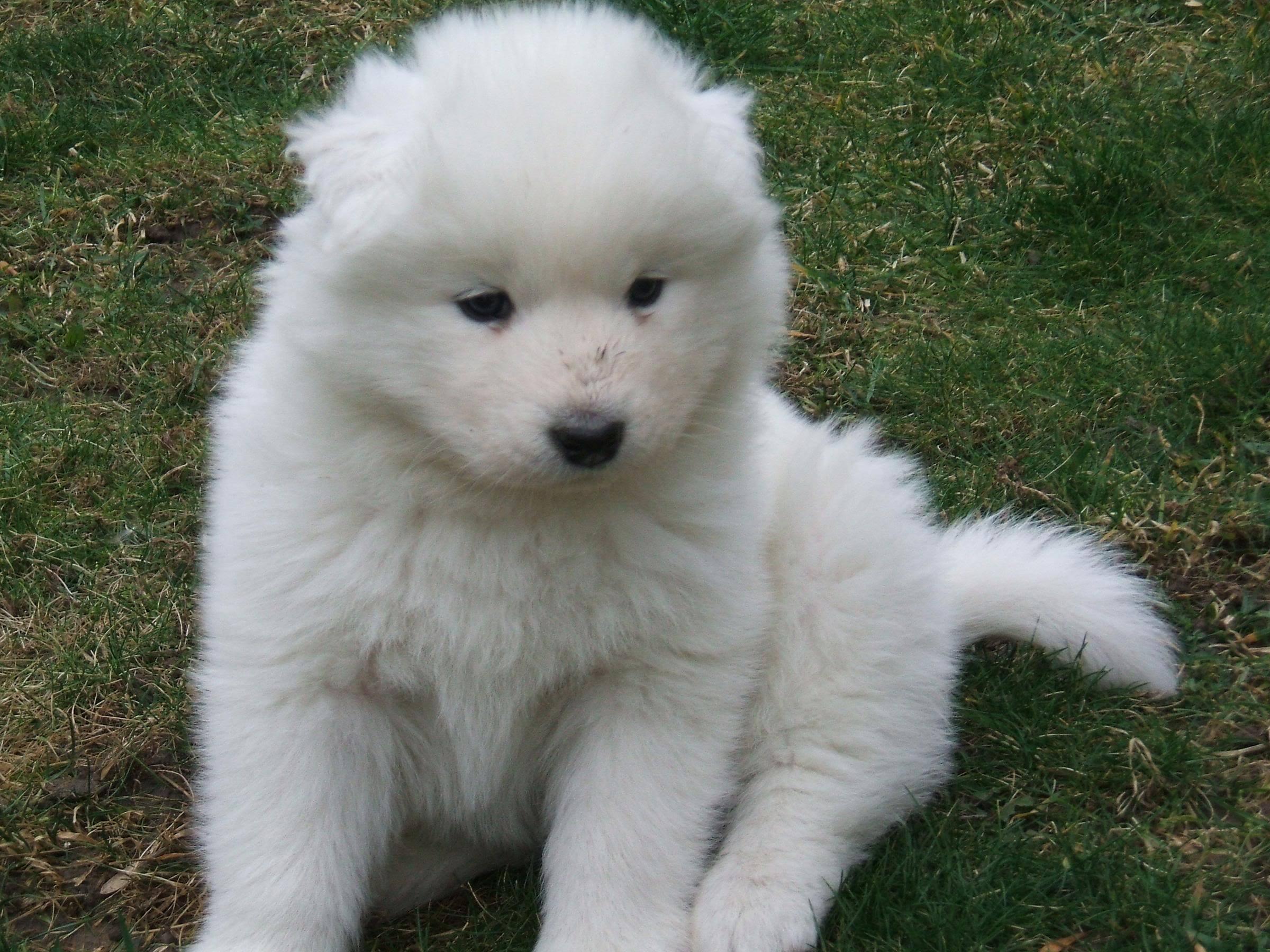 Reference: Samoyed